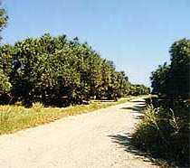 Shady olive groves