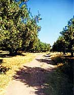 des oliveraies